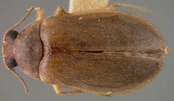 Media type: image;   Entomology 21786 Aspect: habitus dorsal view